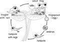 Coloring page with frog life cycle with titles. Sequence of stages of development of frog from egg to adult animal Royalty Free Stock Photo